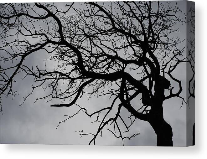 Tree Canvas Print featuring the photograph Spooky Tree by Carol Eliassen