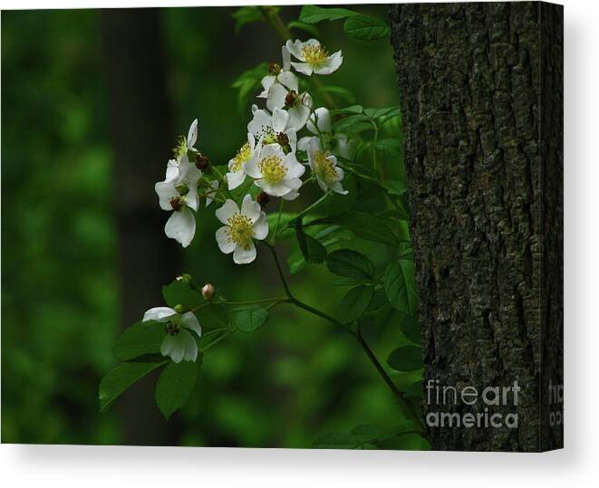 Flower/blossom Canvas Print featuring the photograph Spring Blossoms by Deborah Johnson
