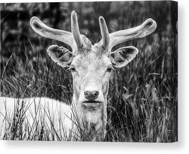 Spring Canvas Print featuring the photograph Spring Deer by Nick Bywater