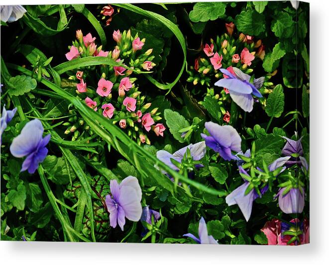 Spring Flowers Canvas Print featuring the photograph Spring Show 18 Pink Kalanchoe and Viola by Janis Senungetuk