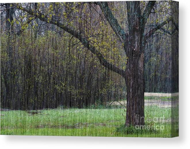 Kansas Canvas Print featuring the photograph Spring Shower by Fred Lassmann