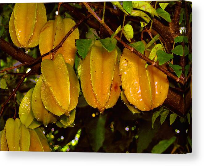 Star Fruit Canvas Print featuring the photograph Star Fruit by James Temple