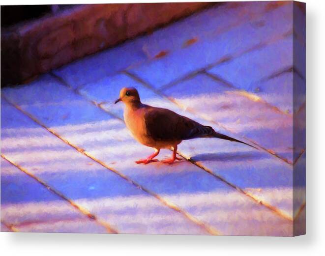 Birds Canvas Print featuring the photograph Street Dove by Jan Amiss Photography