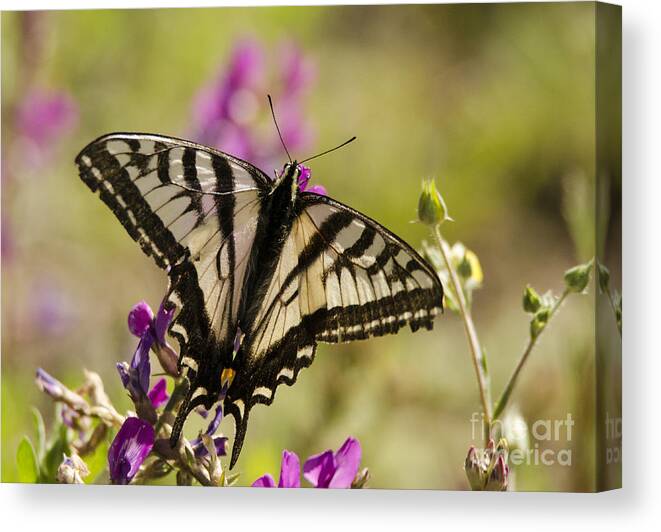 Butterfly Canvas Print featuring the photograph Strength by Kelly Black