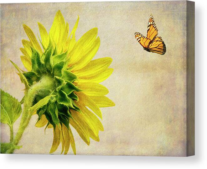Sunflower Canvas Print featuring the photograph Summer Sun by Cathy Kovarik