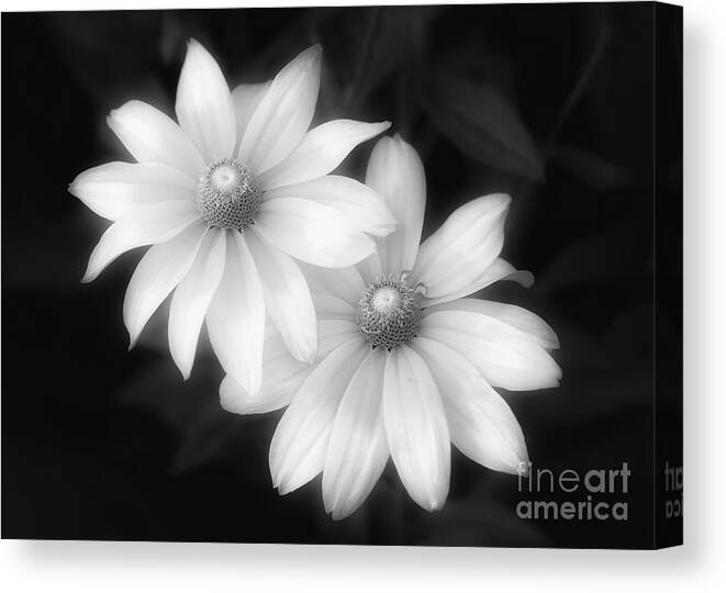 Rudbeckia Canvas Print featuring the photograph Sun Sisters in Black and White by Anita Pollak