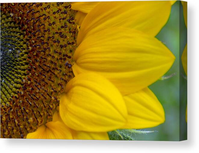 Flower Canvas Print featuring the photograph Sunflower Closeup by Allen Nice-Webb
