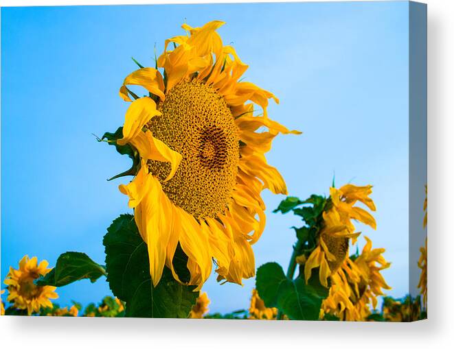 Sunrise Canvas Print featuring the photograph Sunflower Morning #2 by Mindy Musick King