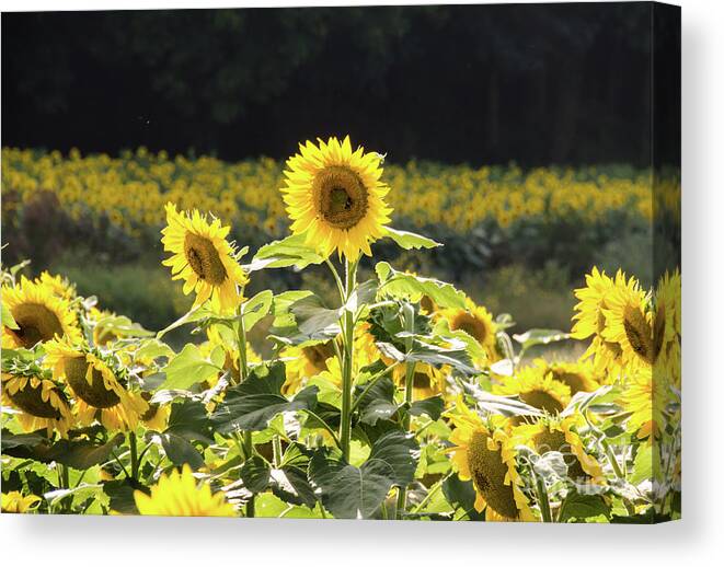 Sunflowers Canvas Print featuring the photograph Sunflowers 9 by Andrea Anderegg