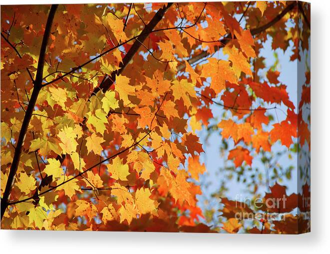 Fall Canvas Print featuring the photograph Sunlight in maple tree by Elena Elisseeva