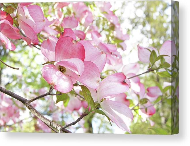 Floral Canvas Print featuring the photograph Sunlit Dogwood Blooms by Margie Avellino