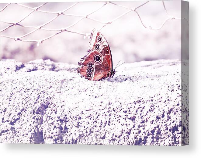Butterfly Canvas Print featuring the photograph Sunny by Jaroslav Buna