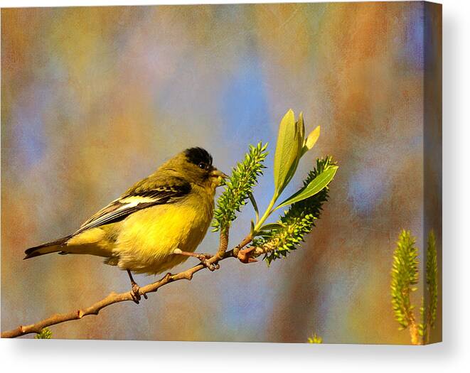 Goldfinch Canvas Print featuring the photograph Sunny Side Down by Fraida Gutovich