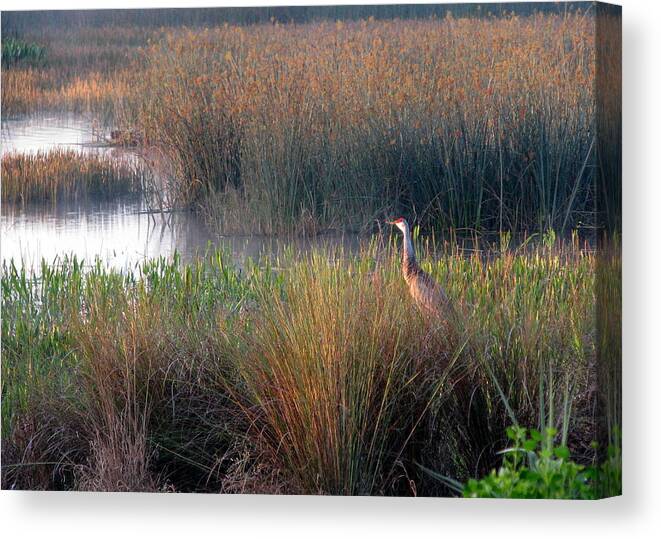 Sand Hill Crane Canvas Print featuring the photograph Sunrise on the Wetlands by T Guy Spencer