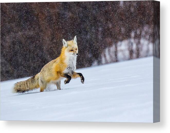 Fox Canvas Print featuring the photograph Sunset Flakes by Kevin Dietrich