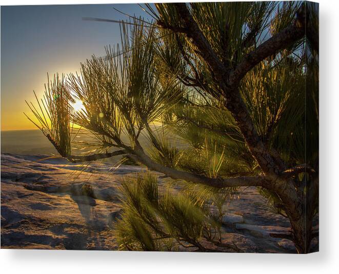 Atlanta Canvas Print featuring the photograph Sunset Pines by Kenny Thomas