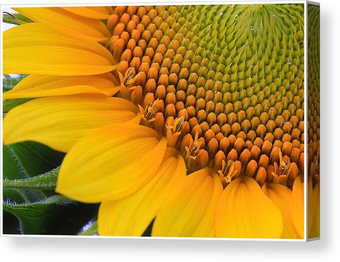 Flower Canvas Print featuring the photograph Sunshine in a Flower by Shari Jardina