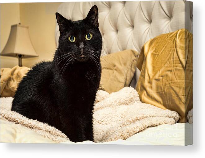 Black Domestic Shorthair Canvas Print featuring the photograph Sunshine by Lawrence Burry