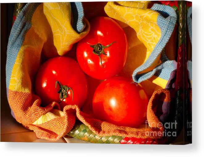 Tomatoes Canvas Print featuring the photograph Swaddled Tomatoes by Andrea Simon