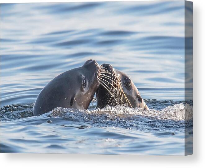 Sea Lions Canvas Print featuring the photograph Swak by Carl Olsen