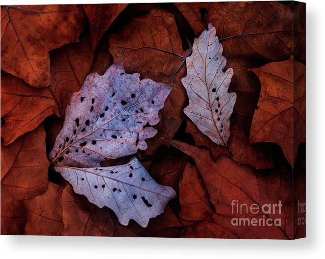 Clinton River Park Canvas Print featuring the photograph Swamp Oak and Sycamore Leaves LE10053 by Mark Graf