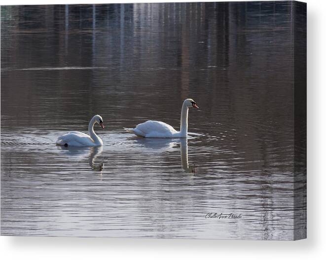 Birds Canvas Print featuring the photograph Swans by ChelleAnne Paradis