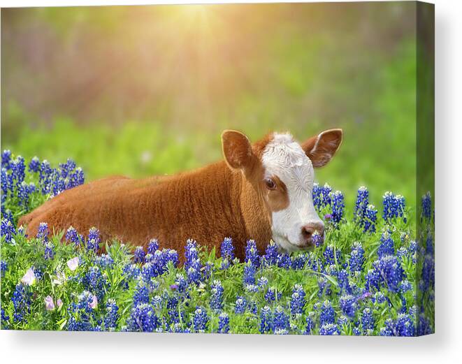 Calf Canvas Print featuring the photograph Sweet Baby in the Bluebonnets by Lynn Bauer