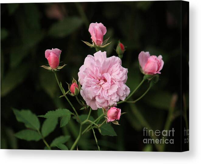 Rose Canvas Print featuring the photograph Sweetheart Roses by Terri Mills