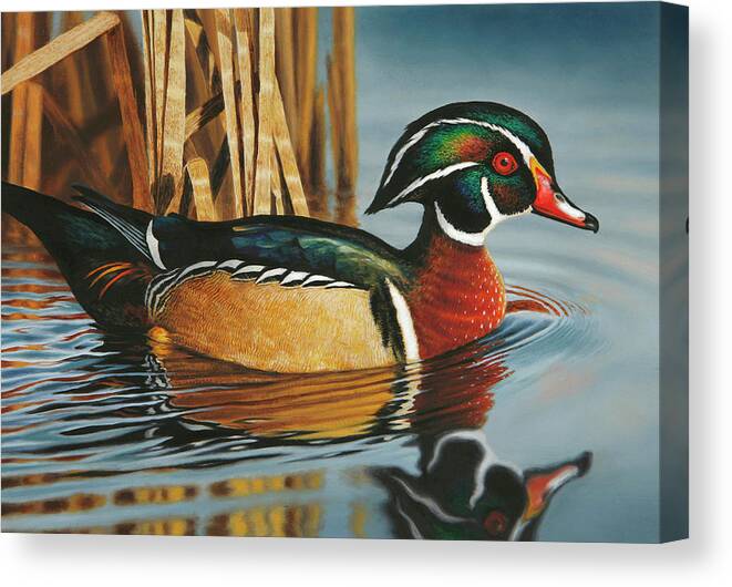Wood Duck Canvas Print featuring the painting Swimming Wood Duck by Guy Crittenden