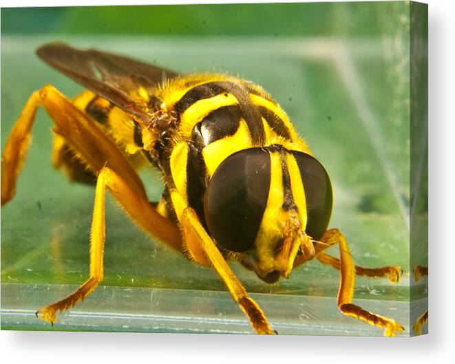 Syrphid Canvas Print featuring the photograph Syrphid Eye to Eye by Douglas Barnett
