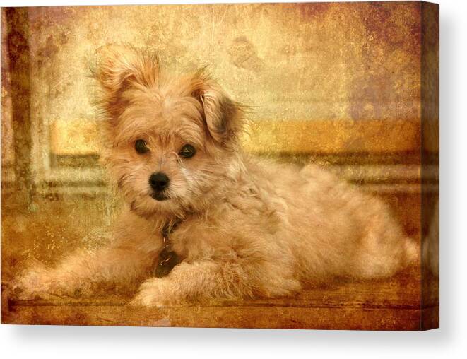 Puppies Canvas Print featuring the photograph Taking A Break by Angie Tirado