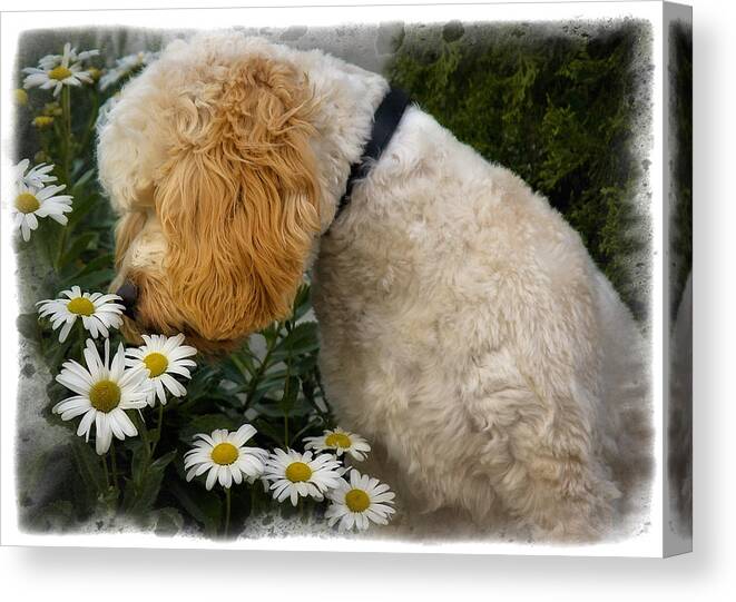 Dog Canvas Print featuring the photograph Taking Time To Smell The Flowers by Susan Candelario