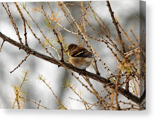 Goldfinch Canvas Print featuring the photograph Tamarack Visitor by Debbie Oppermann