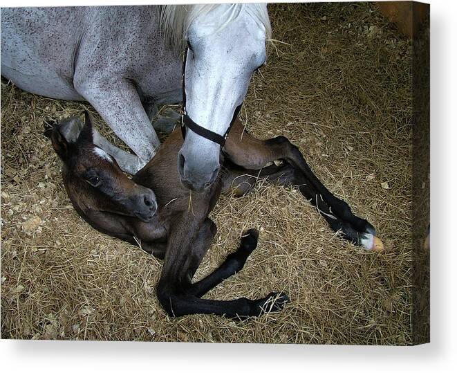 Horse Canvas Print featuring the photograph Tender Moment by M Kathleen Warren