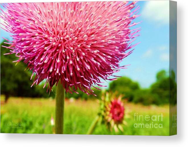 Texas Thistle Canvas Print featuring the photograph Texas Thistle 003 by Robert ONeil