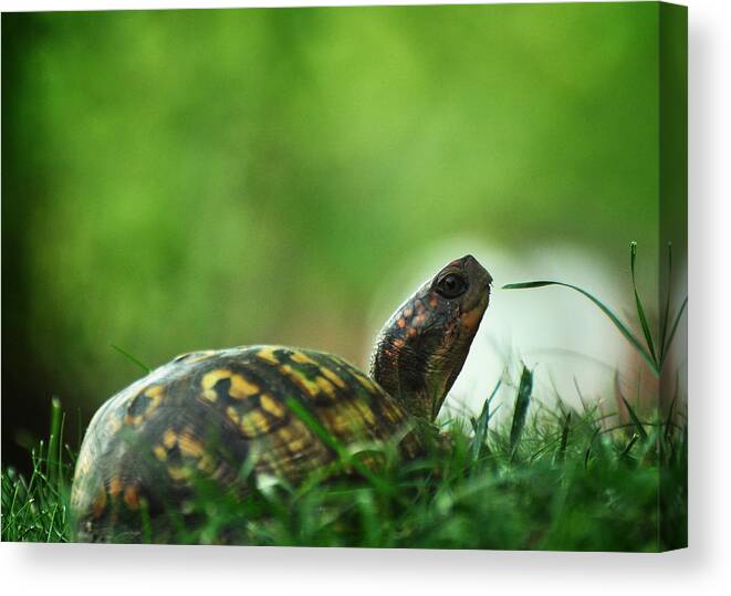 Eastern Box Turtle Canvas Print featuring the photograph Thankful for Leaping Greenly Spirits by Rebecca Sherman