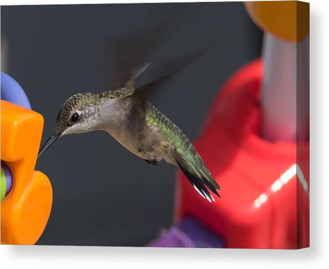 Hummingbird Canvas Print featuring the photograph Not the Right Note by Holden The Moment