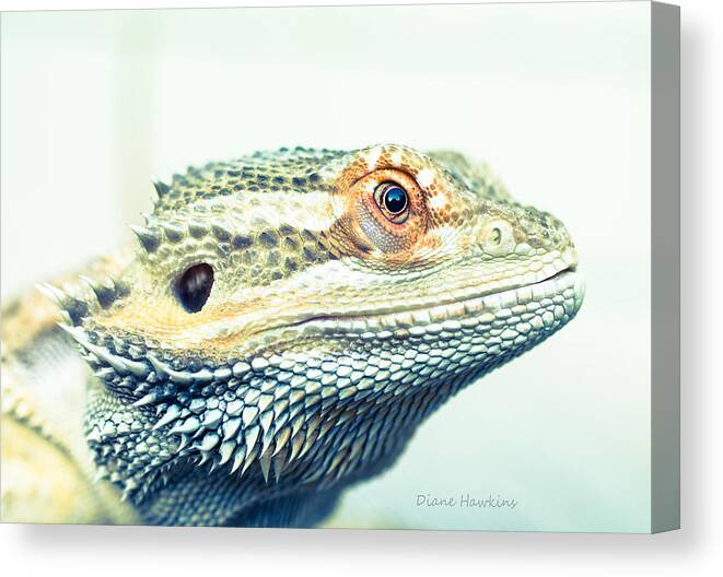 Lizards Canvas Print featuring the photograph The beaded dragon by Diane Hawkins