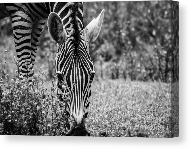 Nature Canvas Print featuring the photograph The Beauty in Black n White by George Kenhan