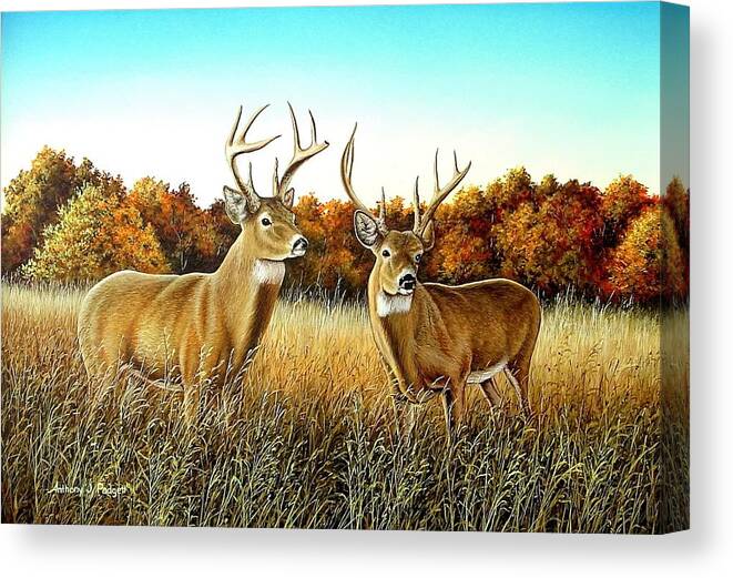 Deer Canvas Print featuring the painting The Boys by Anthony J Padgett