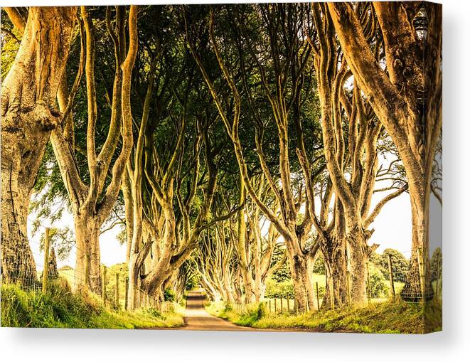 Ireland Canvas Print featuring the photograph The Dark Hedges by Julia Van stone