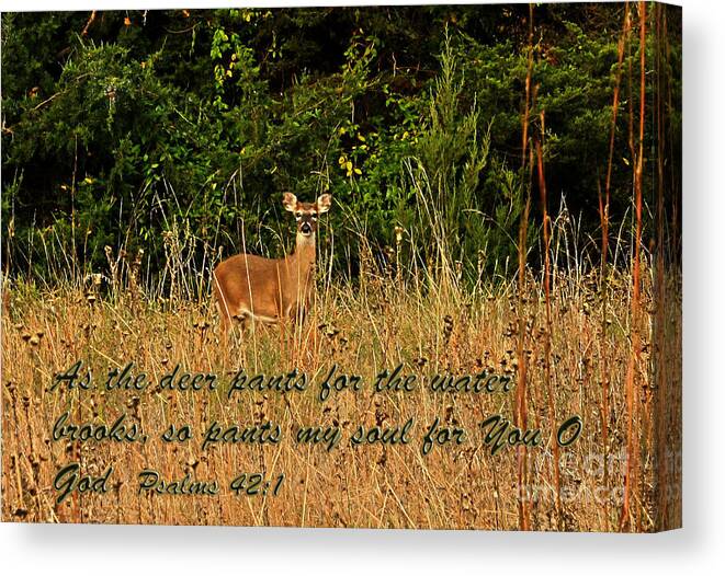 A Curious Doe On An Autumn Morning With Scripture. Canvas Print featuring the photograph The Deer by Barbara Dean