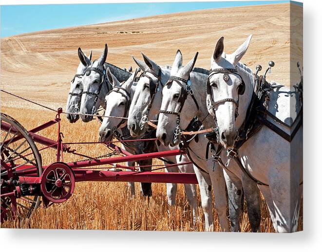 Thrashing Bee Canvas Print featuring the photograph The Harvest Team on break by Doug Davidson