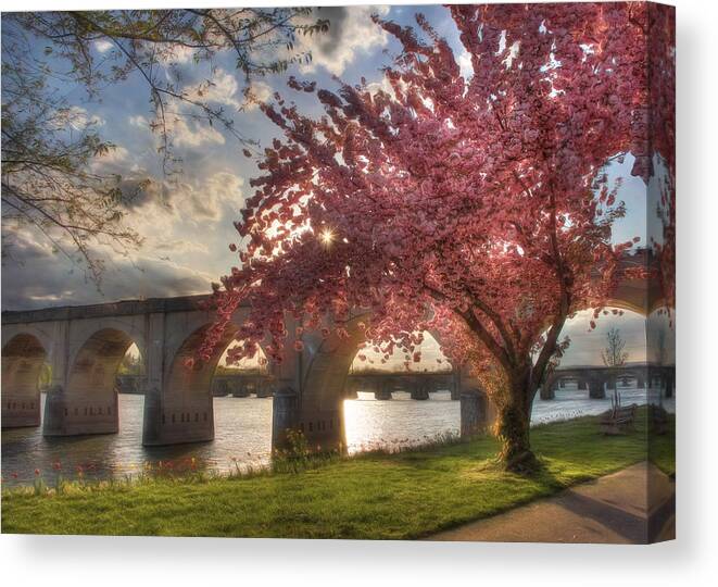 Tree Canvas Print featuring the photograph The Last Glimmer by Lori Deiter