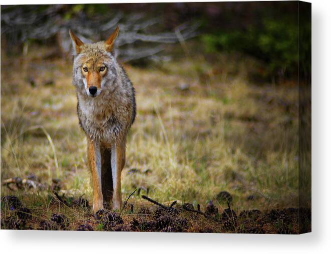 Canis Latrans Canvas Print featuring the photograph The Look Of A Predator by John De Bord