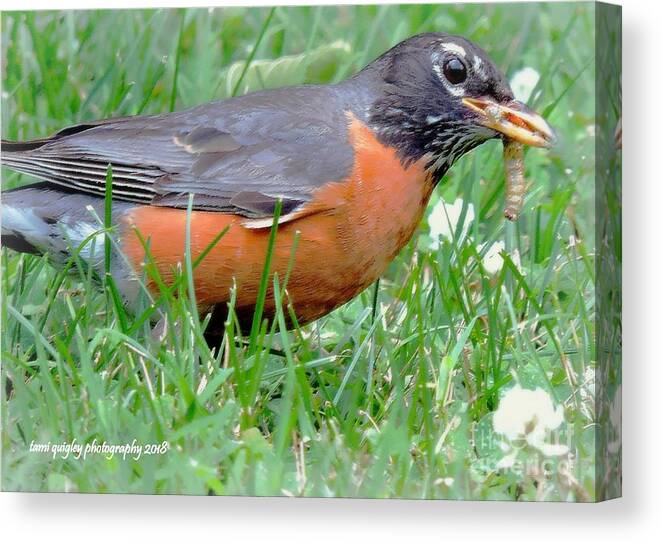 Robin Canvas Print featuring the photograph The Lucky Robin by Tami Quigley