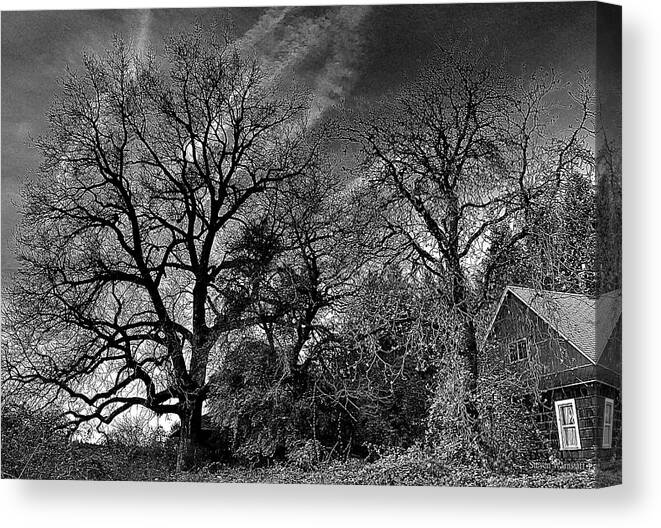 Washington Canvas Print featuring the photograph The Old Oak Tree by Steve Warnstaff