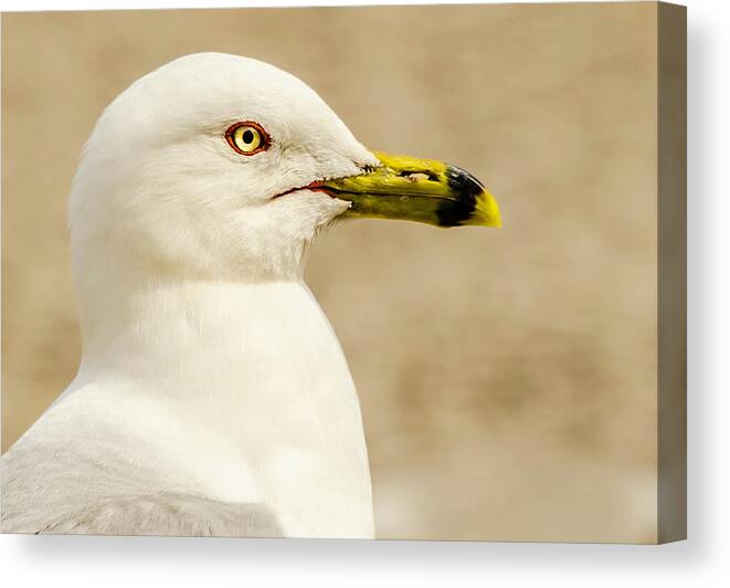 Great Lakes Gull Canvas Print featuring the photograph The Proud Gull by John Roach