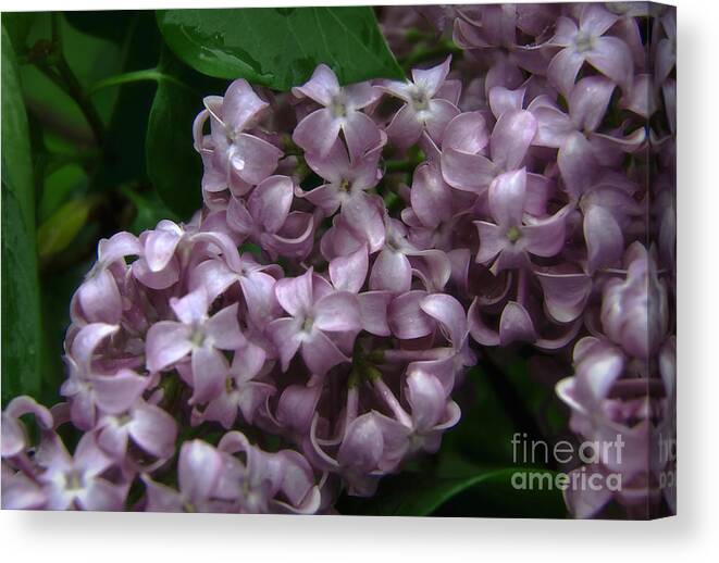 Landscape Canvas Print featuring the photograph The Scent of Liliac by Fred Lassmann