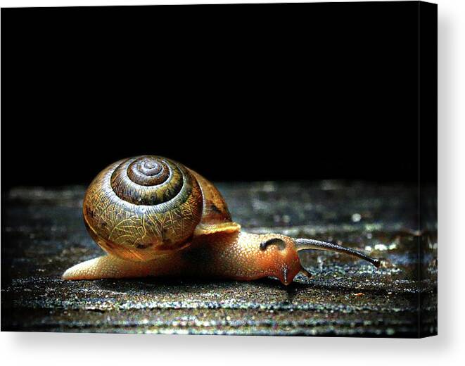 Snail Canvas Print featuring the photograph The Small Things by Jessica Brawley
